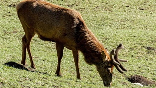 Sonderjagd: Noch 2218 weibliche Hirsche und deren Kälber müssen in den Monaten November und Dezember erlegt werden.