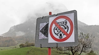 Weil das Rudel Kälber attackierte: Der Leitwolf des Kärpfrudels darf abgeschossen werden. 