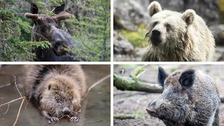 Im Check: Wie wahrscheinlich ist es, dass Elch, Bär, Biber oder Wildschwein im Glarnerland heimisch werden? Der kantonale Jagdverwalter Christoph Jäggi schätzt die Chancen ein. Im Check: Wie wahrscheinlich ist es, dass Elch, Bär, Biber oder Wildschwein im Glarnerland heimisch werden? Der kantonale Jagdverwalter Christoph Jäggi schätzt die Chancen ein.