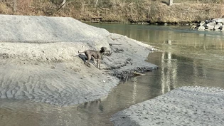 Verwechslung: Die Weimaraner-Hündin einer Frau aus Tessin ist mittlerweile tot. Verwechslung: Die Weimaraner-Hündin einer Frau aus Tessin ist mittlerweile tot.