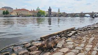 Nur wenige Meter von der weltbekannten Karlsbrücke entfernt: Eine Nutria sucht am Flussufer nach Fressbarem.