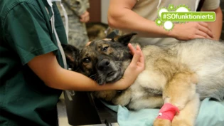 Medizinischer Notfall: Normalerweise springen die Tiere freudig um ihre Besitzenden herum, und plötzlich liegen sie schlapp und lustlos herum. Manchmal muss schnell gehandelt und eine tiermedizinische Klinik aufgesucht werden. Medizinischer Notfall: Normalerweise springen die Tiere freudig um ihre Besitzenden herum, und plötzlich liegen sie schlapp und lustlos herum. Manchmal muss schnell gehandelt und eine tiermedizinische Klinik aufgesucht werden.