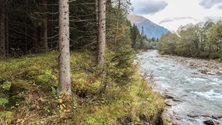 Folge des eingeengten Hinterrheins: Der vom Fluss abgekoppelte Bewuchs im Gebiet Äbi gilt als «monotoner Fichtenwald» mit relativ geringem ökologischem Wert. Folge des eingeengten Hinterrheins: Der vom Fluss abgekoppelte Bewuchs im Gebiet Äbi gilt als «monotoner Fichtenwald» mit relativ geringem ökologischem Wert.