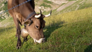 Vom Hals gestohlen: Diebe hatten es auf die Trycheln der Kühe der Alp Schwelaui abgesehen. Vom Hals gestohlen: Diebe hatten es auf die Trycheln der Kühe der Alp Schwelaui abgesehen.