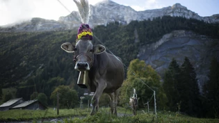 Bereit für die Alpabfahrt: Das Vieh wird auf der Alp Nidersee im Oberseetal für den grossen Tag geschmückt. 
