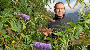 Unermüdlich im Einsatz gegen gebietsfremde Pflanzen: Sascha Gregori leitet das Neobiota-Management beim Amt für Natur und Umwelt. Im Bild zu sehen der Schmetterlingsstrauch, auch bekannt als Schmetterlingsflieder.