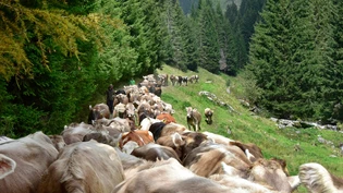 Zurück ins Tal: Das Jungvieh der Brigelser Alp Tschegn Dado wird von den Hirtinnen und Hirten heimwärts getrieben. 