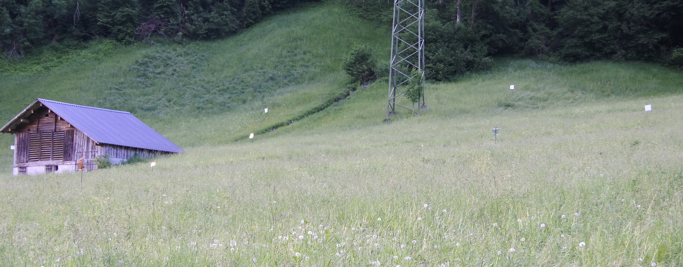 Mit weissen Tüchern: Verblenden ist noch immer die effektivste Methode, Rehkitze vor dem sicheren Tod zu bewahren.