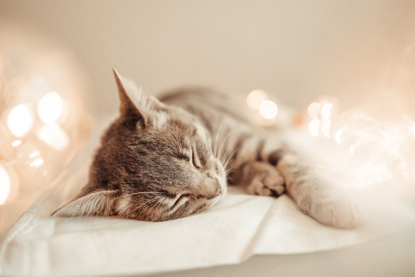 Im Durchschnitt 125 Fälle pro Jahr: Auch Katzen werden nicht immer liebevoll behandelt.