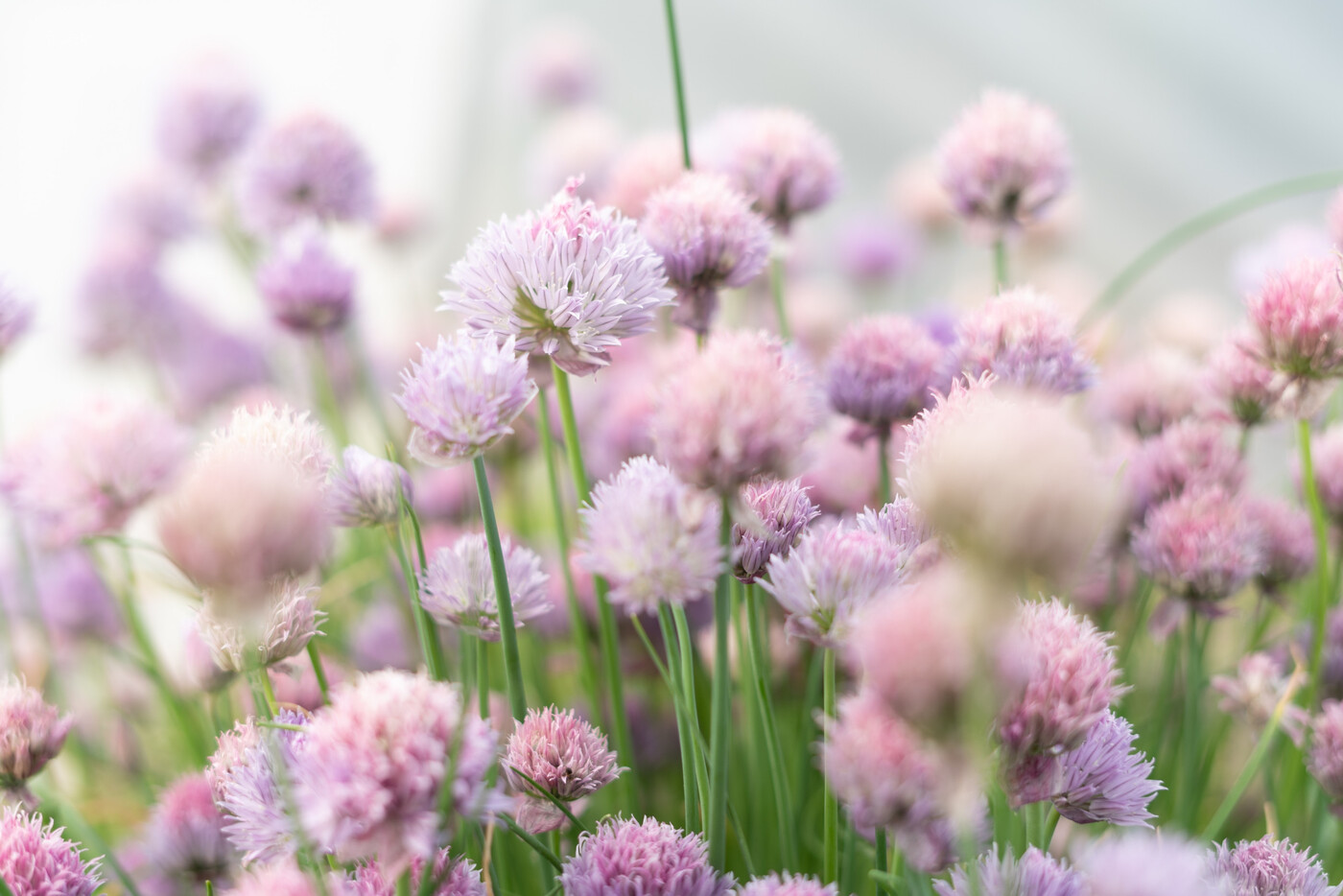 Rosarote Blüten: Auch der Schnittlauch blüht im Frühling.