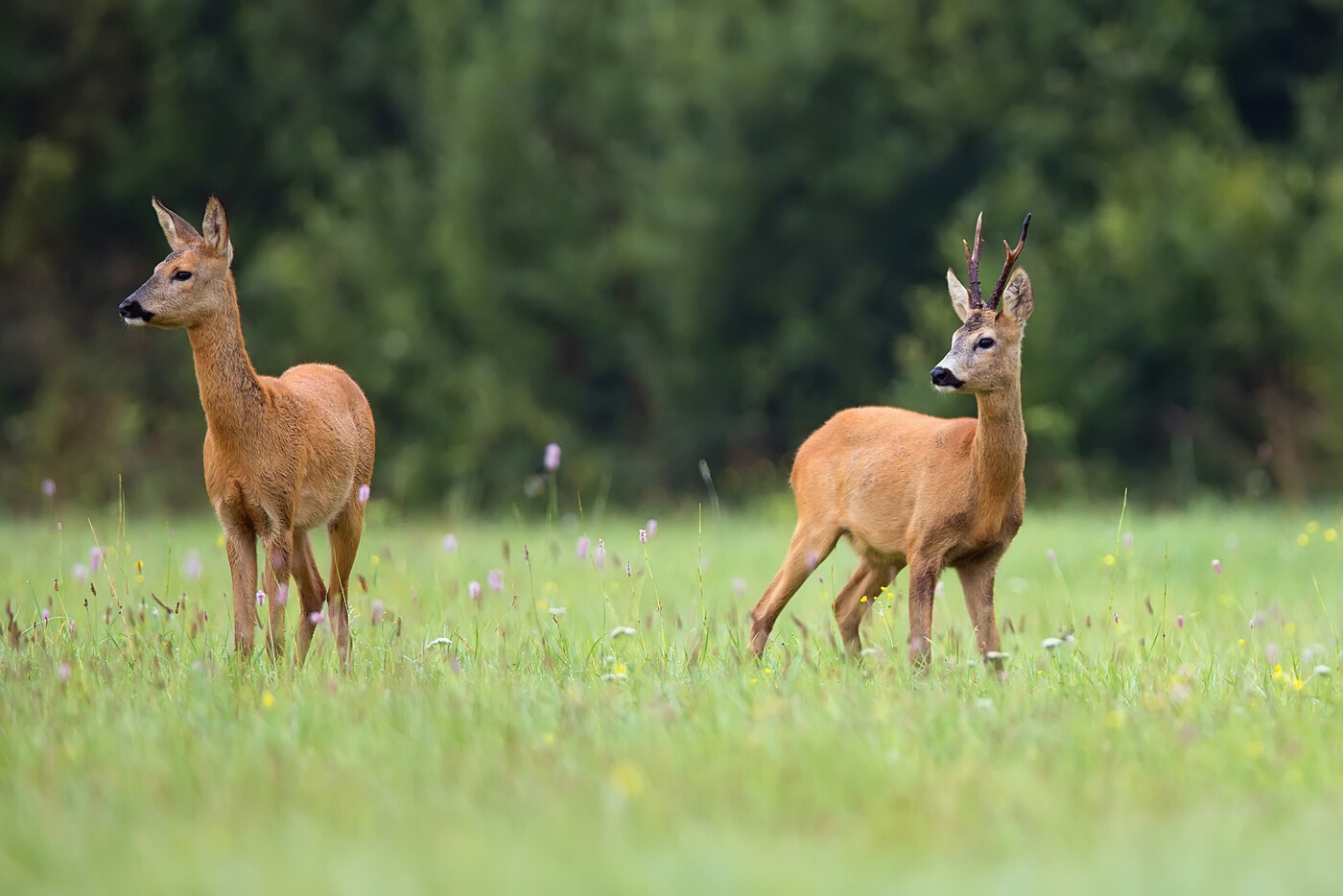Vorsicht im Strassenverkehr: Die Stosszeiten des Feierabendverkehrs fallen nun mit der Dämmerung zusammen. Deshalb gibt es mehr Wildtiere, die die Strasse überqueren wollen.