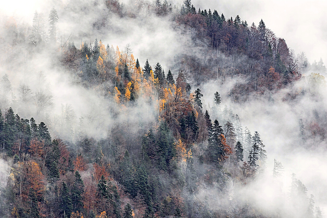 Die farbigen Bäume setzen noch farbige Akzente in der trist aussehenden Landschaft.