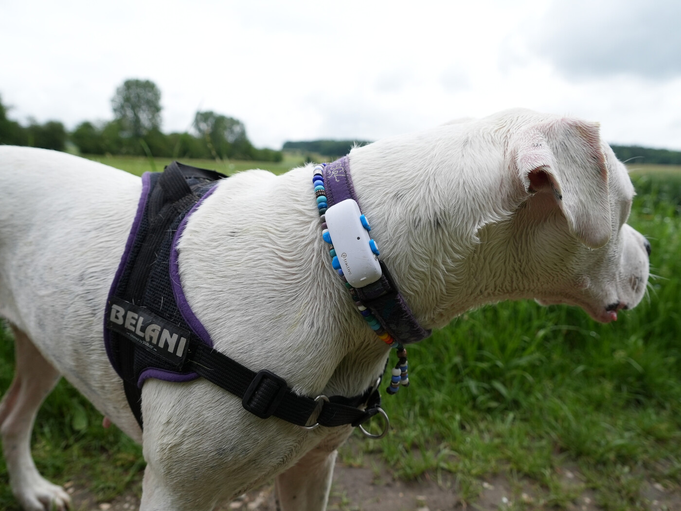 Falls der Hund gerne wegläuft: Mithilfe eines GPS-Trackers kann der Standort des Tieres ermittelt werden.