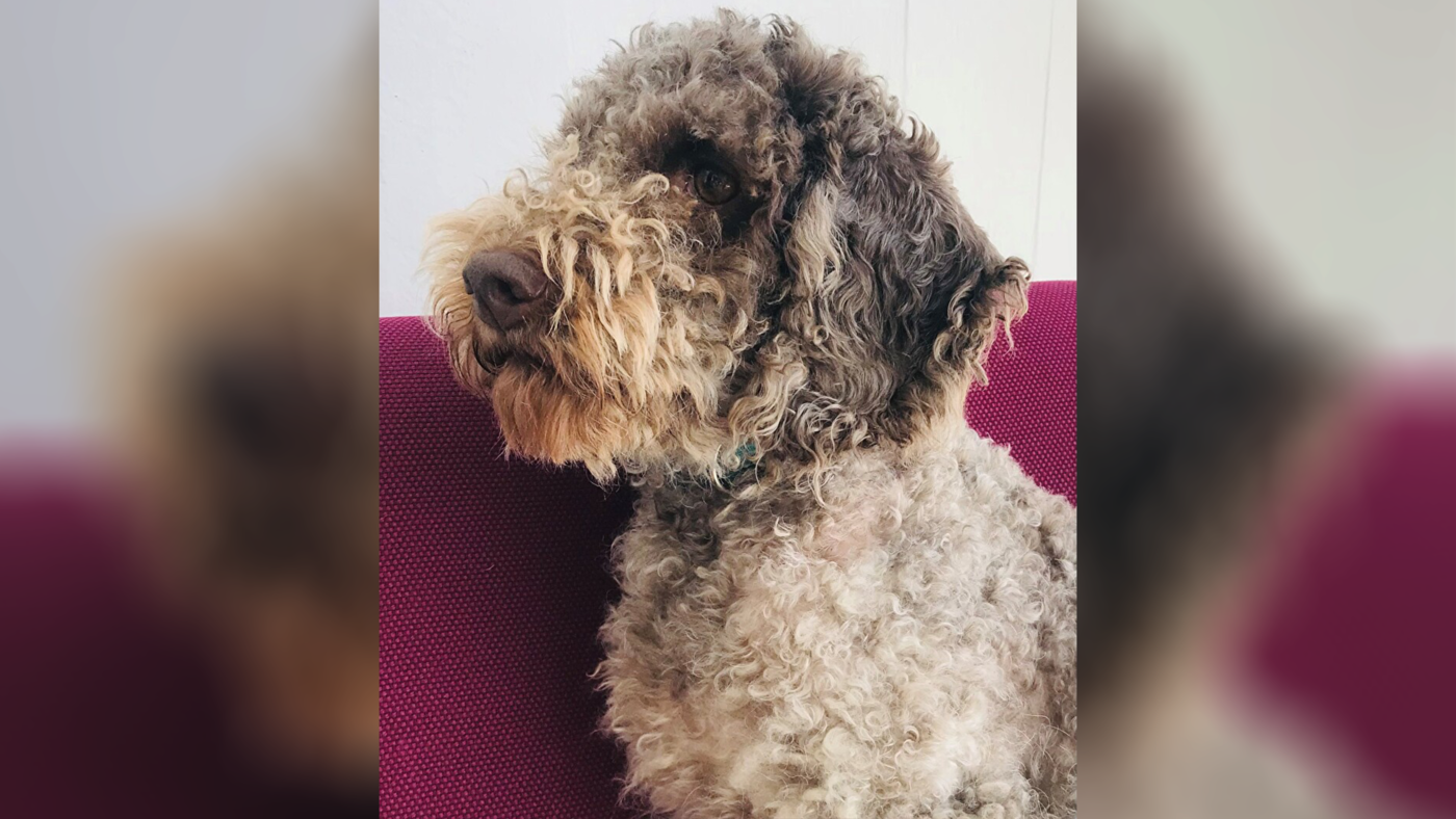 Wurde ohne das Wissen seiner Besitzerin von St. Moritz nach Chur gebracht: der gefundene Lagotto Romagnolo.