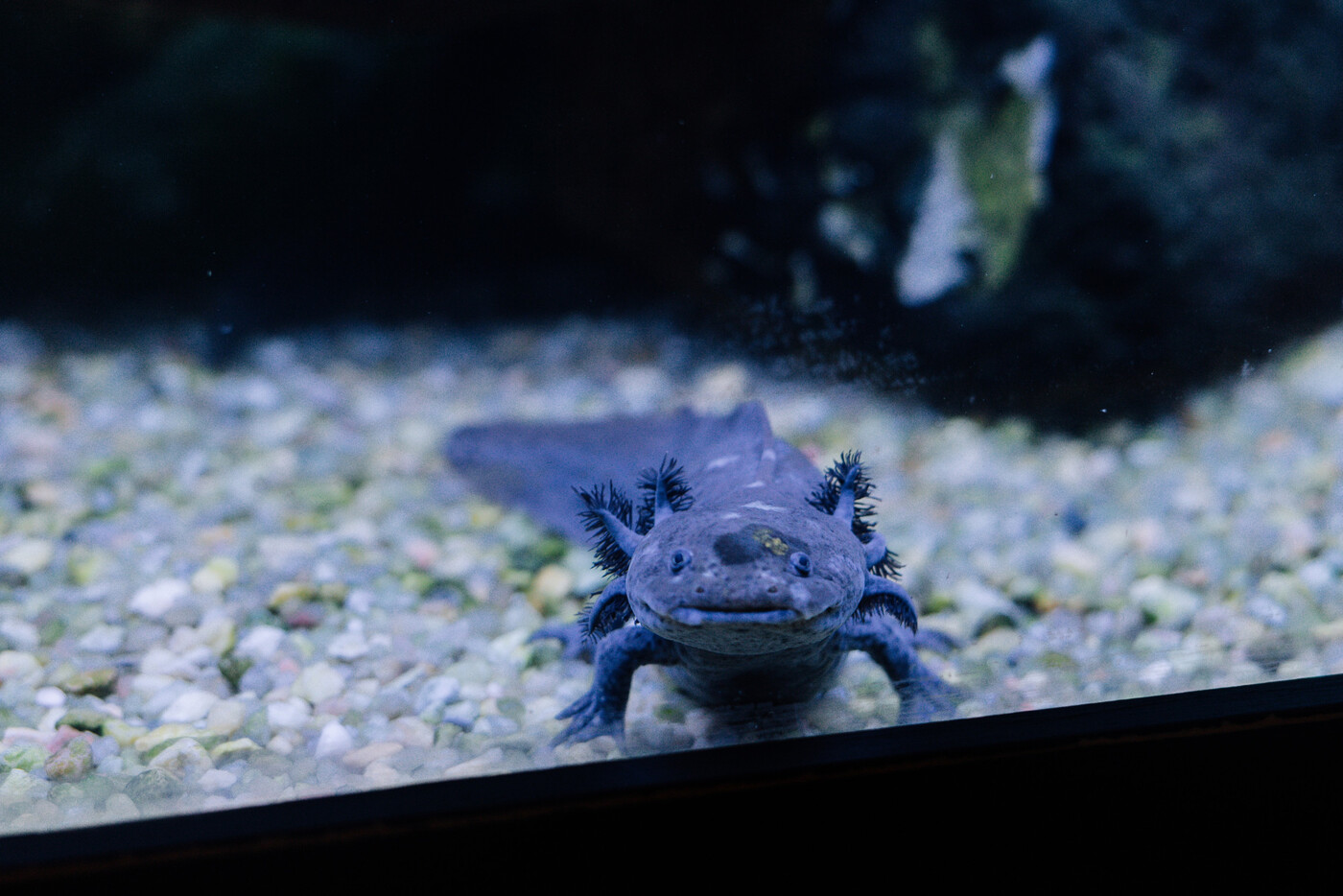 Einzigartiges Tier: Der Axolotl blickt mit einem Lächeln neugierig in die Kamera,