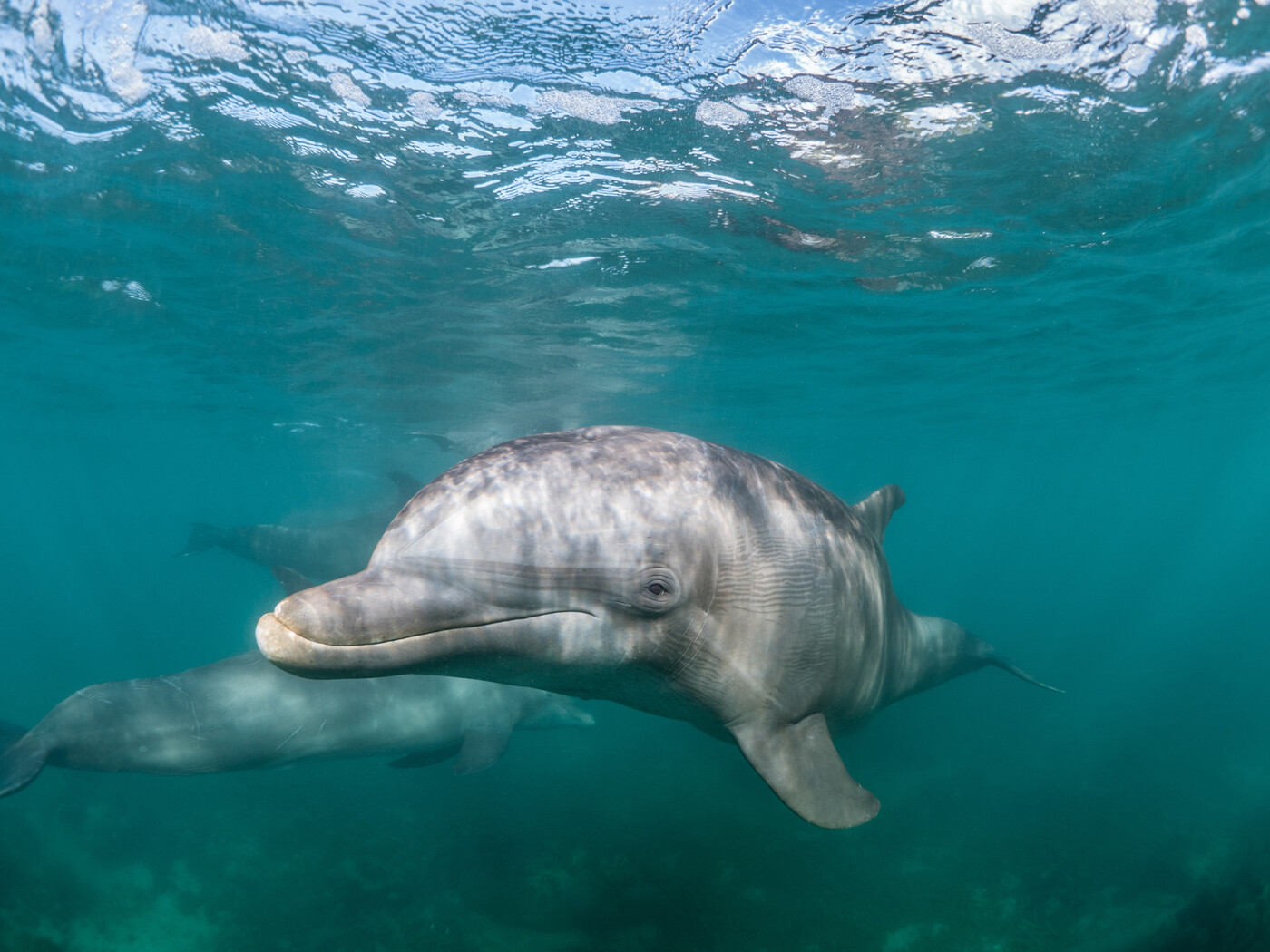 Meeresbewohner: Ein Delfin taucht durch kristallklares Wasser.