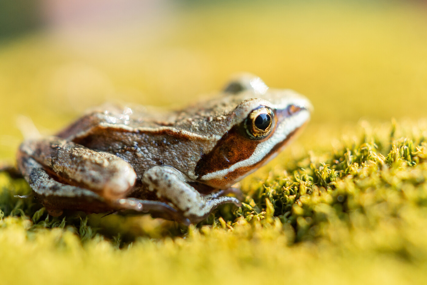Im Wald: Der Waldfrosch ruht auf Moos und mustert neugierig seine Umgebung.