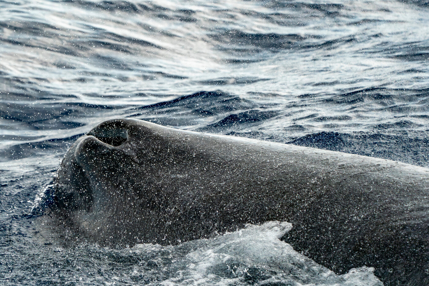 Giganten der Meere: Ein Pottwal schwimmt auf der Meeresoberfläche.